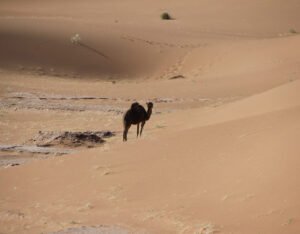 Imagen tranquilizadora de las dunas del desierto y entre ellas un camello que nos transmite esa tranquilidad