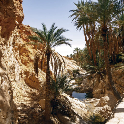 Viaja al Sahara desde Valencia. Vista de un oasis