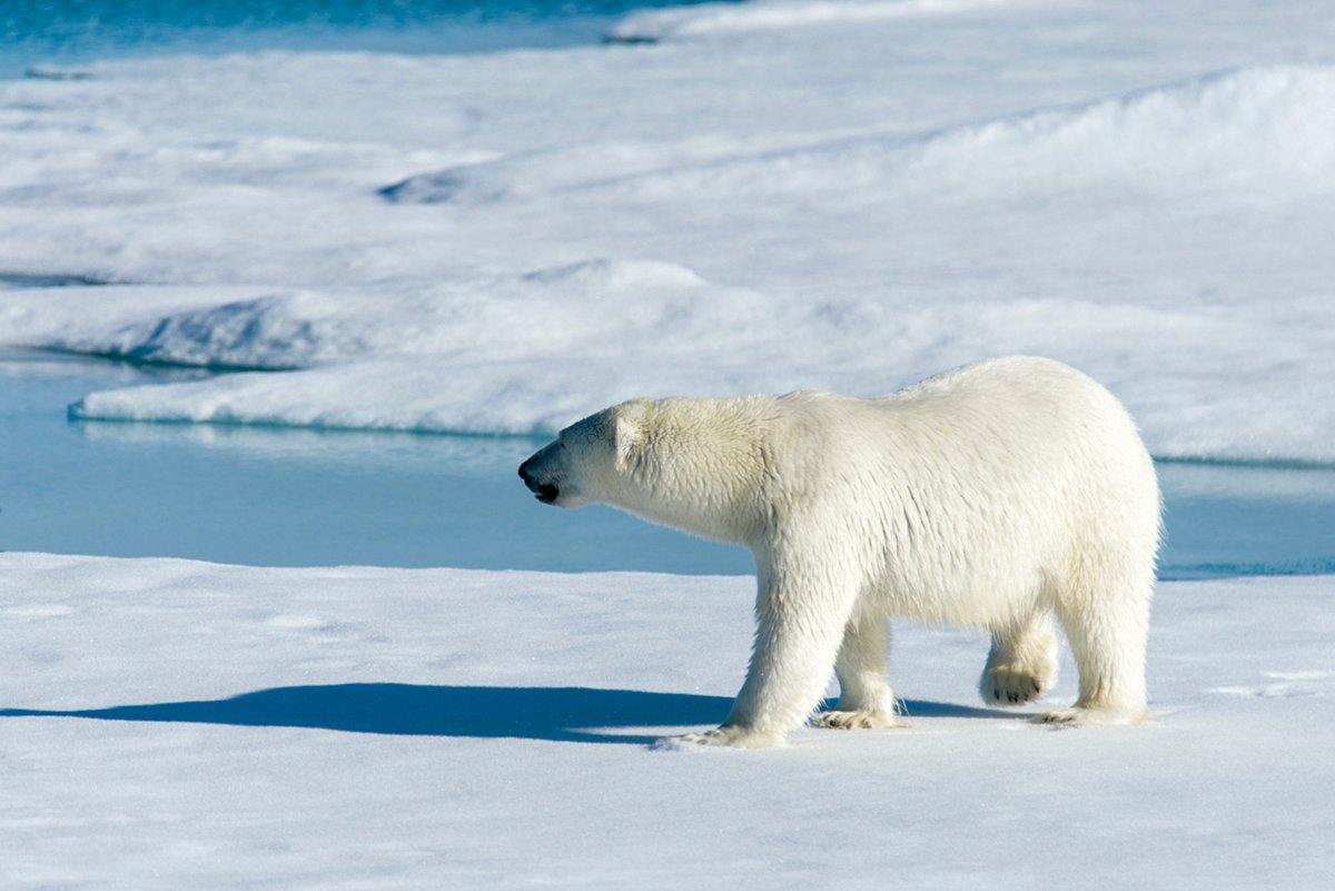 Un oso polar caminando por el Ártico