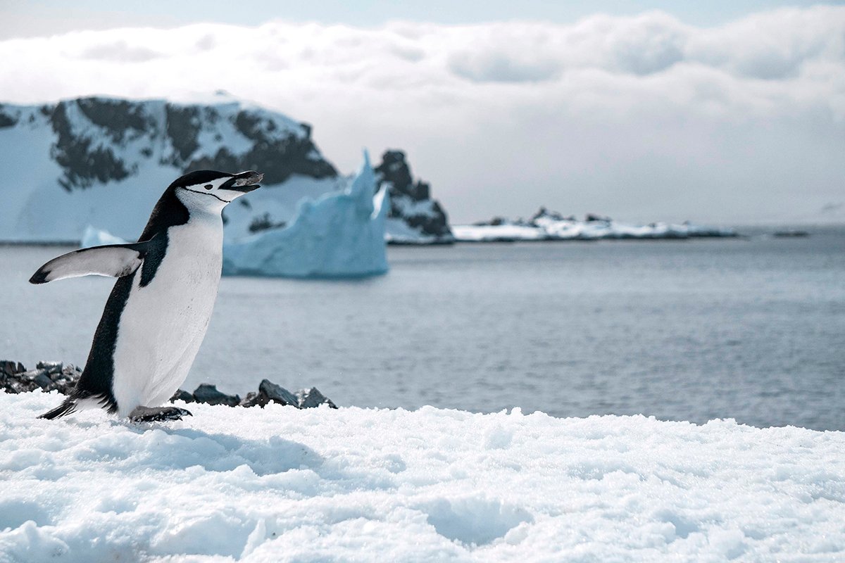 Un pingüino caminando por el Ártico
